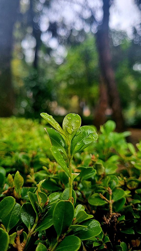Imagenes naturaleza